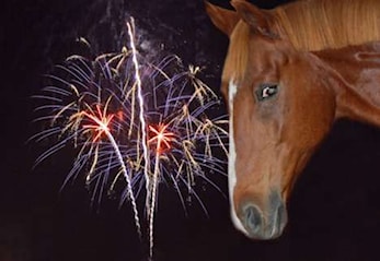 Kjære medlemmer av Bergen Rideklubb